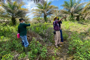 eKomoditi Implementasikan IoT dan AI di Pabrik Kelapa Sawit