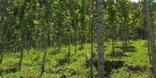 For Sale Teakwood Plantation with Area of 5 Ha in Garut Regency, West Java