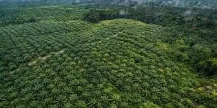 For Sale Palm Oil Plantation with Area of 4,000 Hectares in South Sumatra