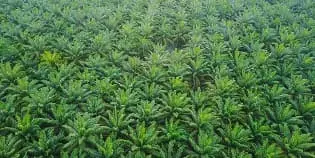 For Sale Palm Oil Plantation with Area of 1,300 Hectares in Bengkulu, Sumatra