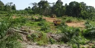For Sale Land Bank with Area of 6,500 Ha in Central Kalimantan