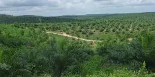 For Sale Palm Oil Plantation and Mill with Area of 800 Hectares in Aceh, Sumatra