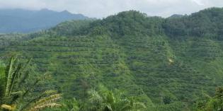 For Sale Palm Oil Plantation with Area of 500 Hectares in North Sumatra