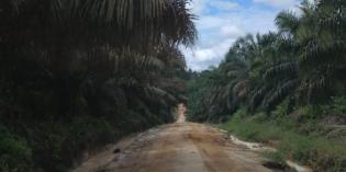 For Sale Palm Oil Plantation and Mill with Area of 2,400 Hectares in West Kalimantan