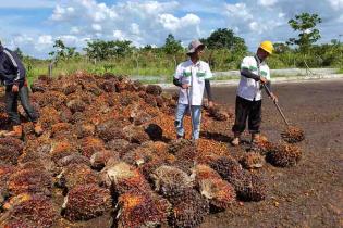 Jepang Siap Tampung Limbah Pabrik Kelapa Sawit Hingga 15 Tahun ke Depan