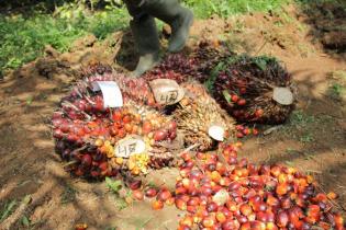 Sawit Berkelanjutan, Kuncinya Sains dan Teknologi