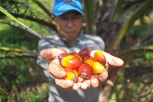 Industri Minyak Nabati Dukung Penerapan Tarif Pungutan Ekspor Sawit