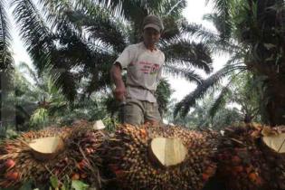 Pembinaan Petani Sawit Swadaya Tanggungjawab Semua Pihak